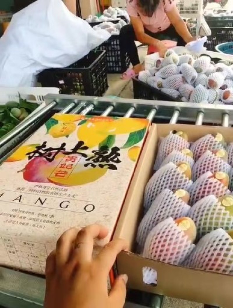 贵妃芒，。。，。。，，，，，，，，，，，，，，