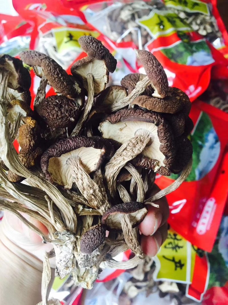 茶树菇