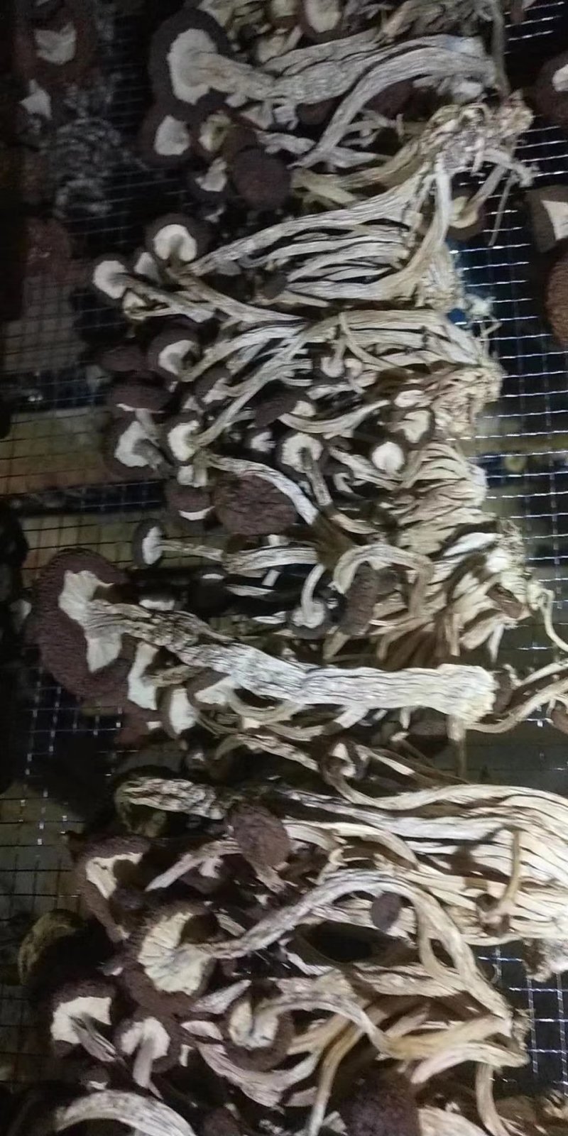 茶树菇