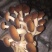 茶树菇