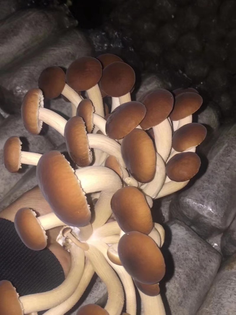 茶树菇