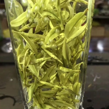 第一安吉白茶
