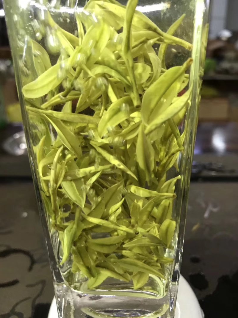 第一安吉白茶
