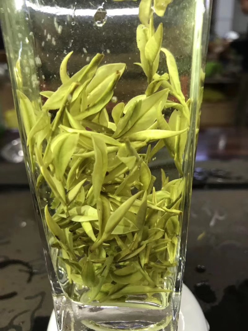 第一安吉白茶