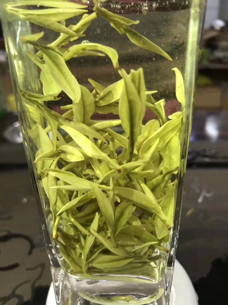 第一安吉白茶