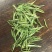 第一安吉白茶