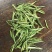 第一安吉白茶