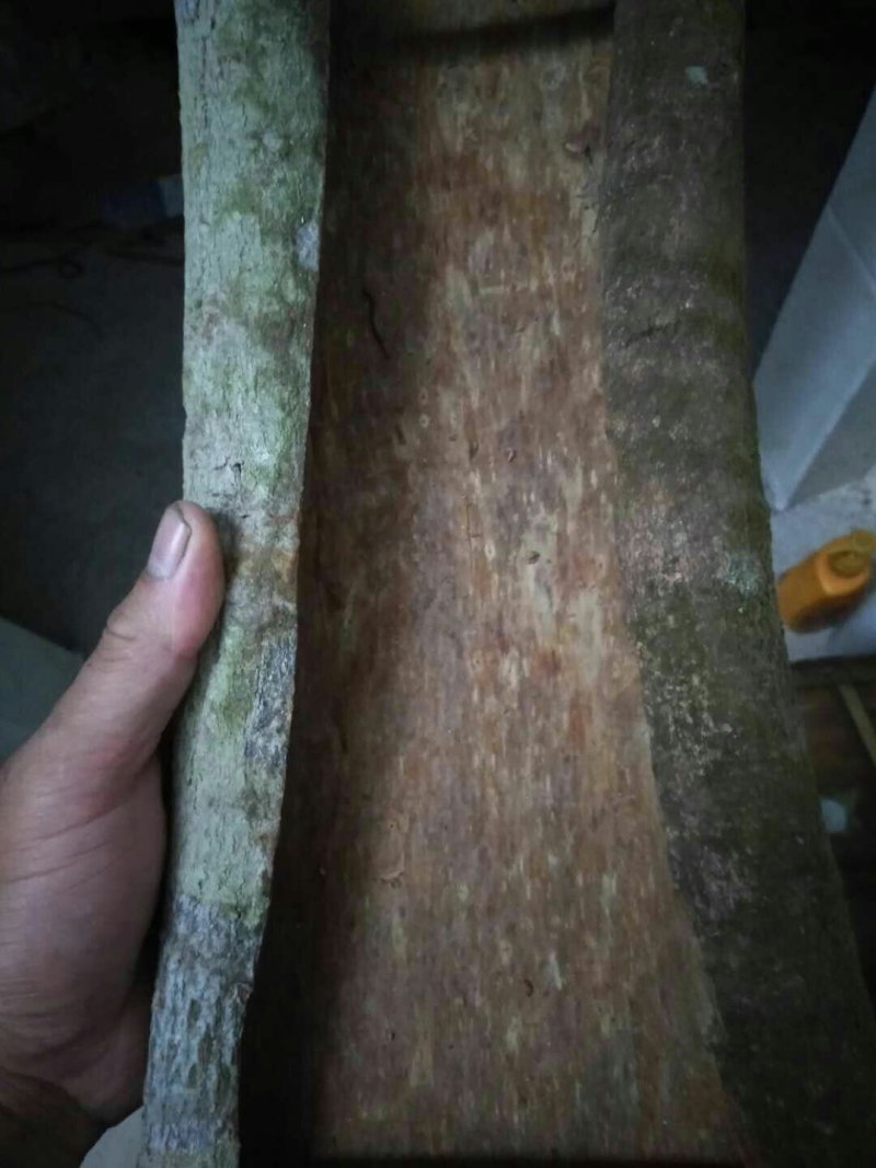 桂皮