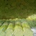 【好货推荐】蒜薹精品红帽蒜薹头茬货货源足欢迎咨询