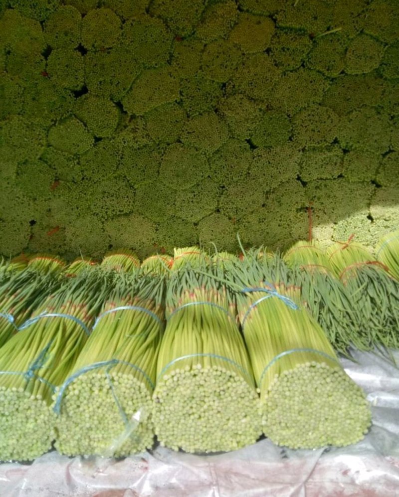 【好货推荐】蒜薹精品红帽蒜薹头茬货货源足欢迎咨询