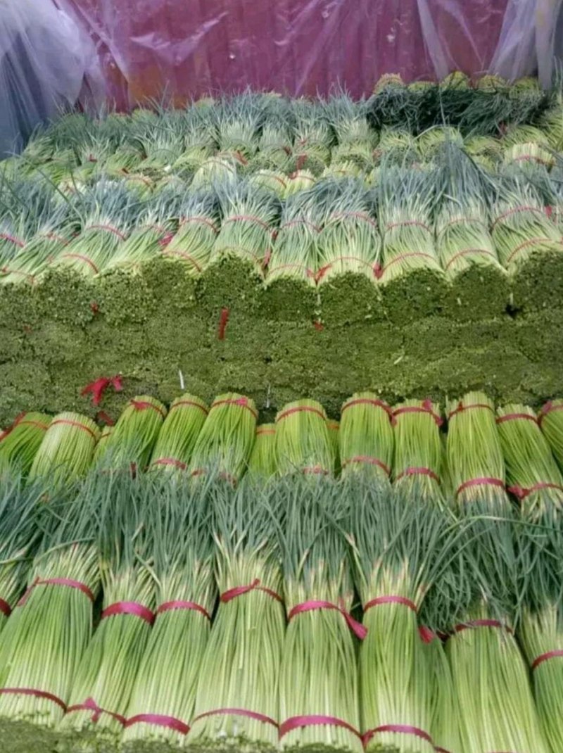 【好货推荐】蒜薹精品红帽蒜薹头茬货货源足欢迎咨询
