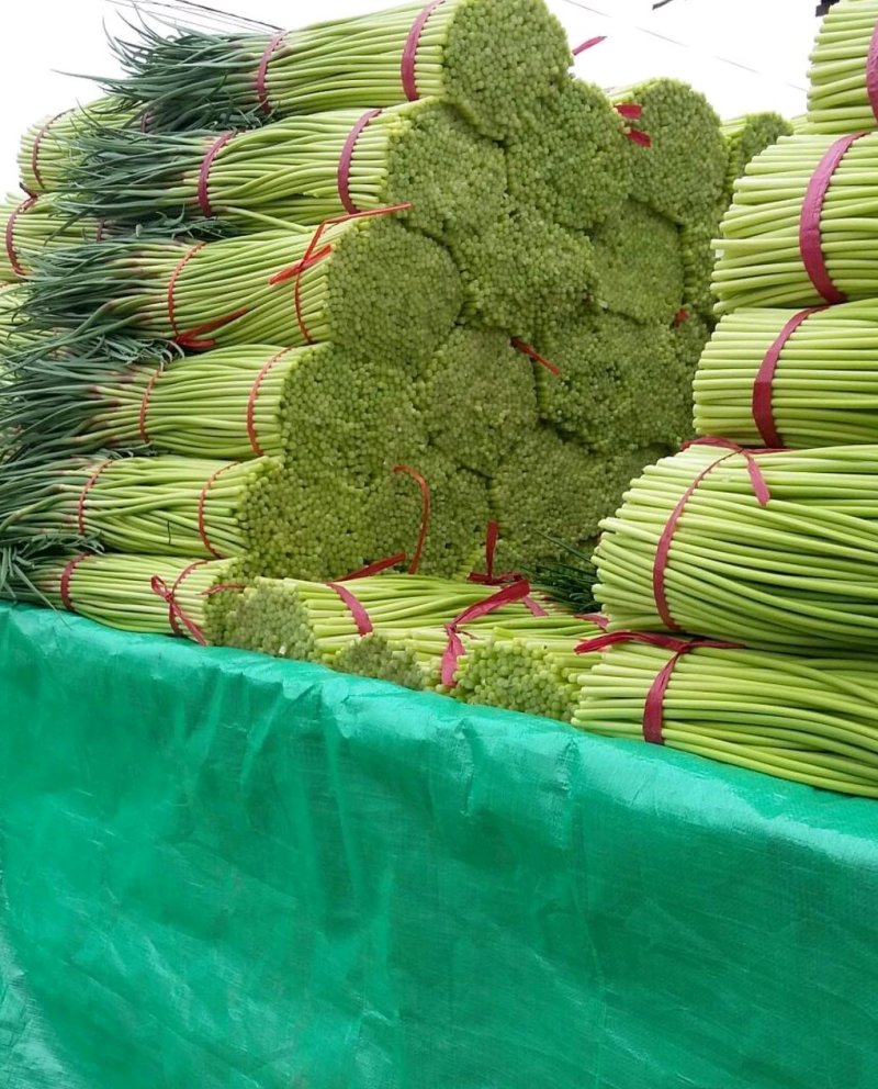 【好货推荐】蒜薹精品红帽蒜薹头茬货货源足欢迎咨询