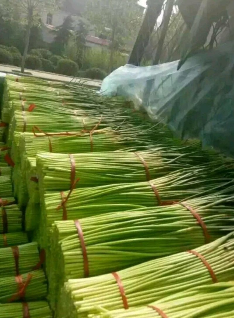 【好货推荐】蒜薹精品红帽蒜薹头茬货货源足欢迎咨询