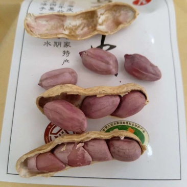 龙岩花生
