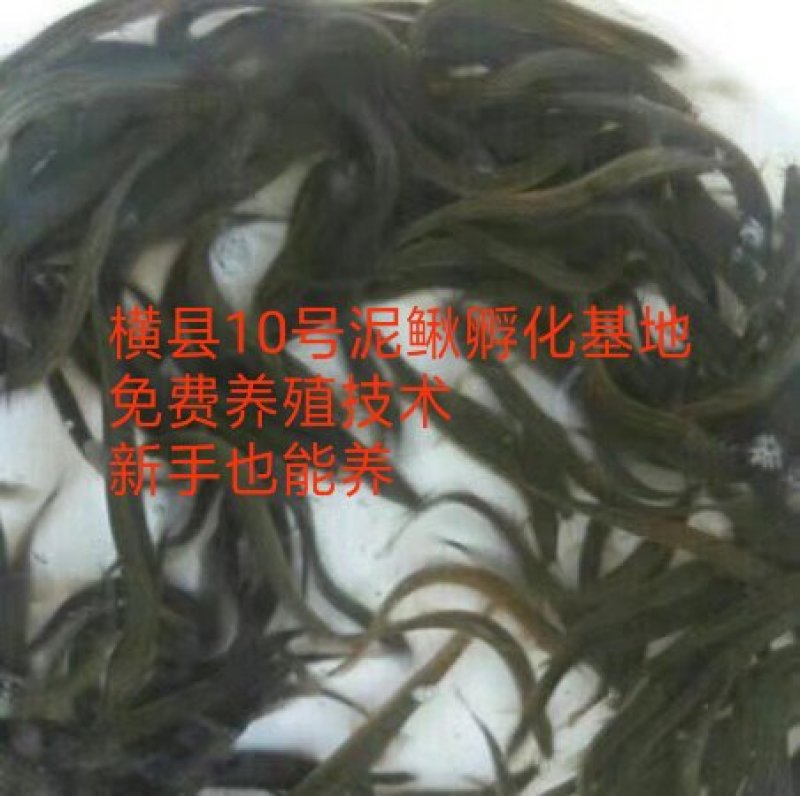 台湾泥鳅苗小泥鳅泥鳅小泥鳅苗