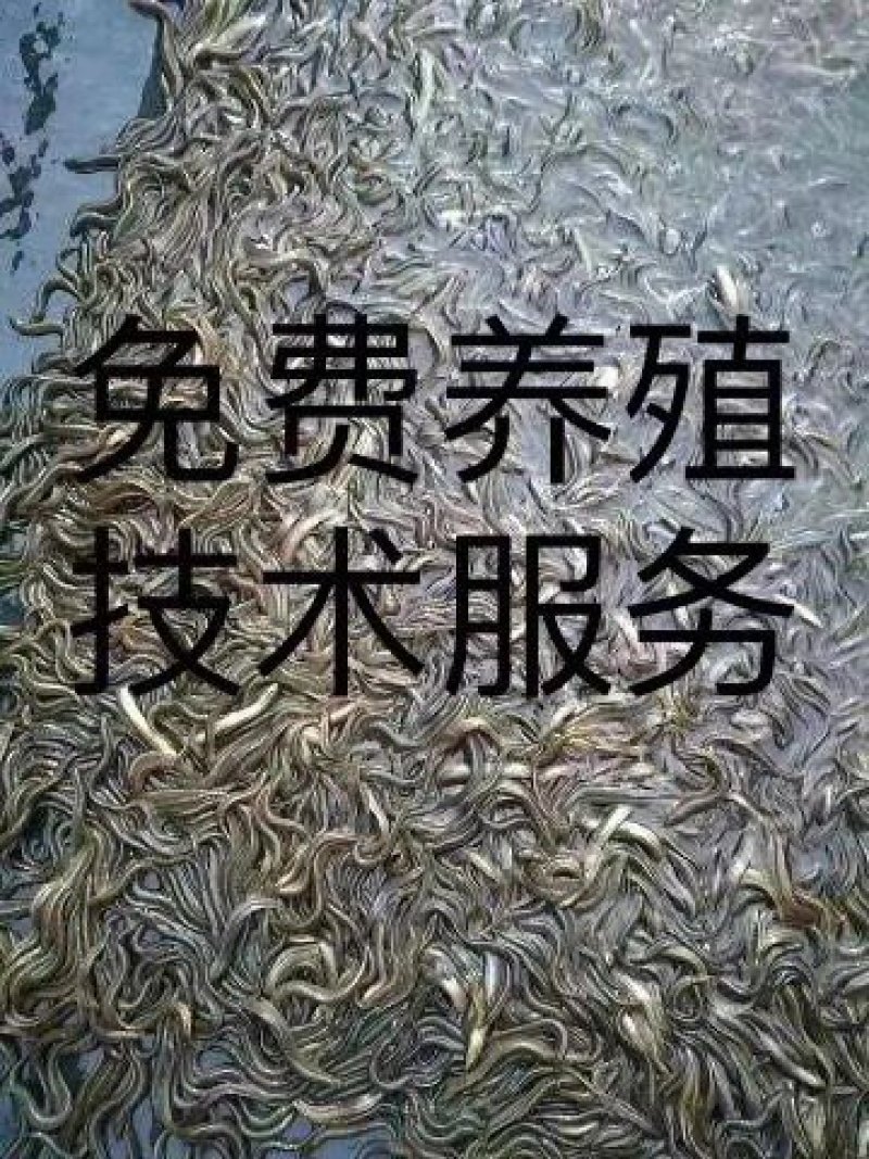 台湾泥鳅苗小泥鳅泥鳅小泥鳅苗