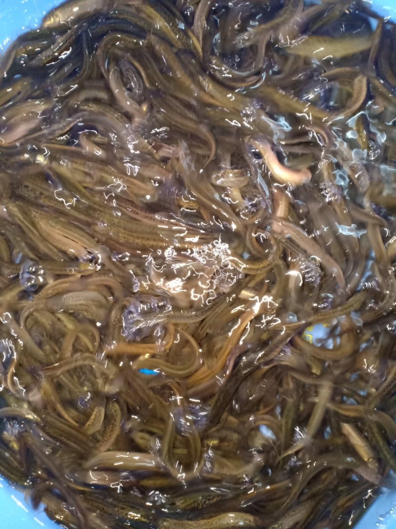 台湾泥鳅苗小泥鳅泥鳅小泥鳅苗