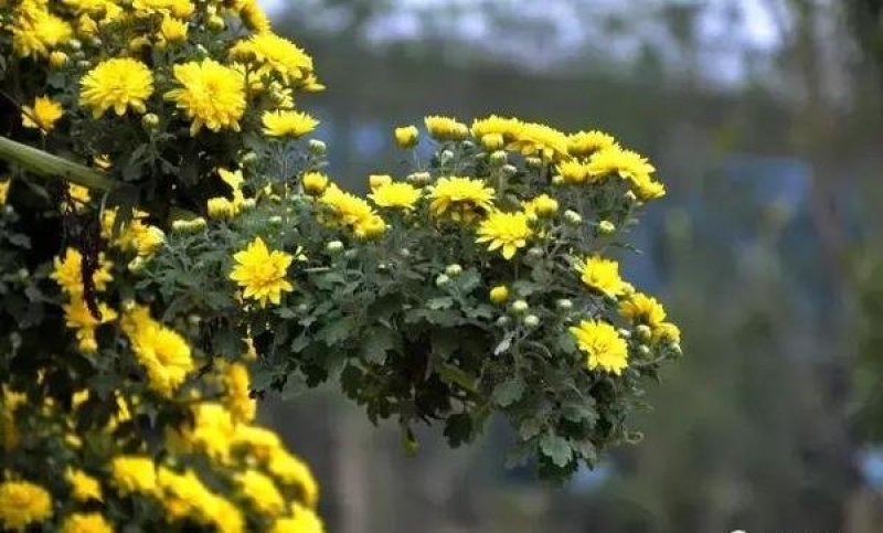 各种菊花，大量供货。