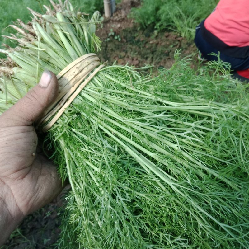 茴香25~30cm