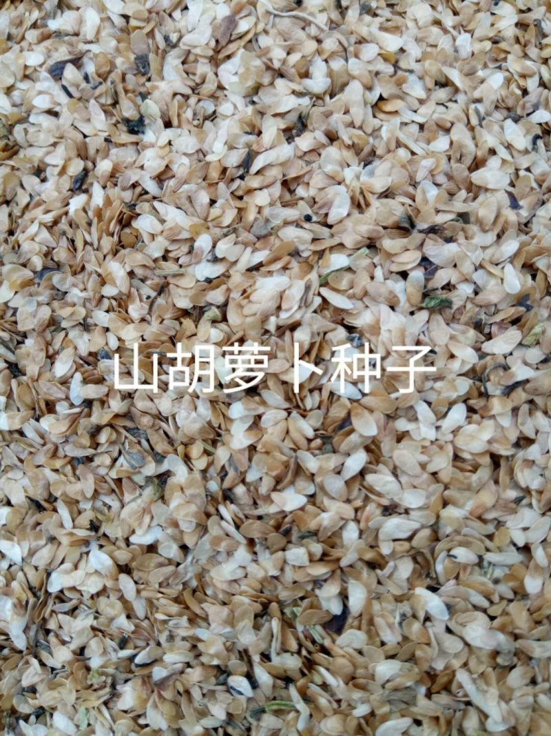 轮叶党参种子芽率高，纯一手货源