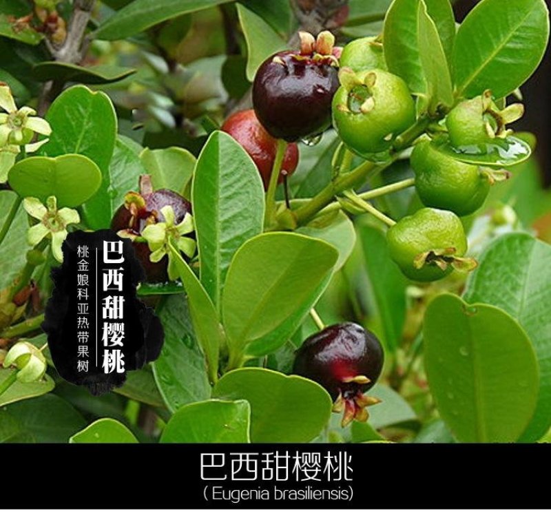 巴西甜樱桃苗车厘子苗