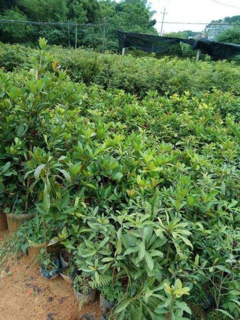 巴西甜樱桃苗车厘子苗