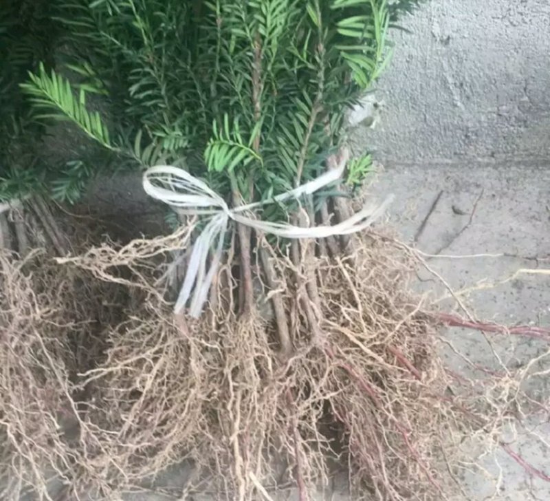 南方红豆杉曼地亚红豆杉盆景苗包成活欢迎购买