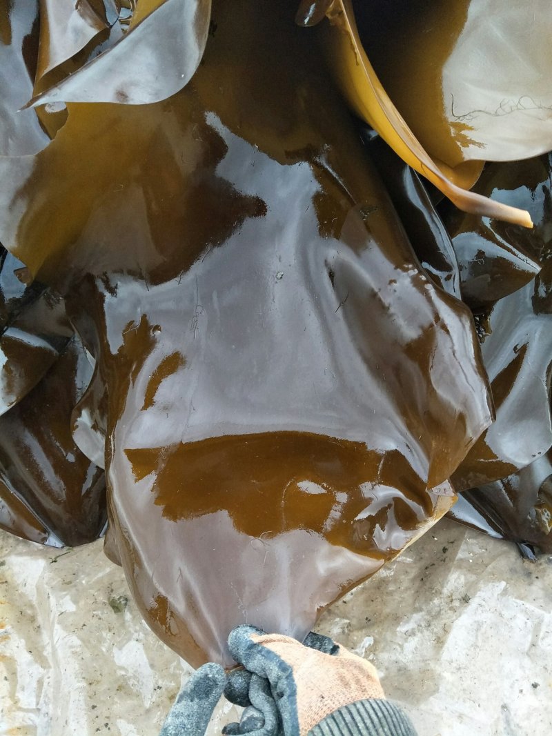 鲜品海带，不要错过吆