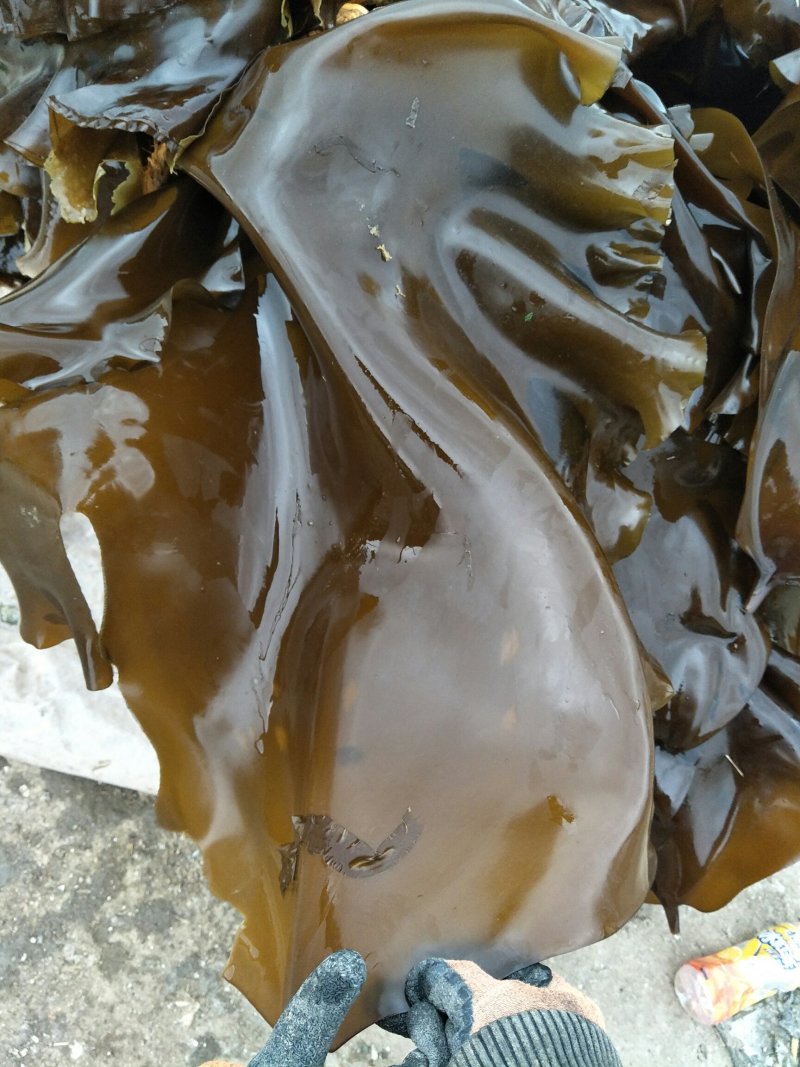 鲜品海带，不要错过吆