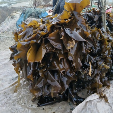 鲜品海带，不要错过吆