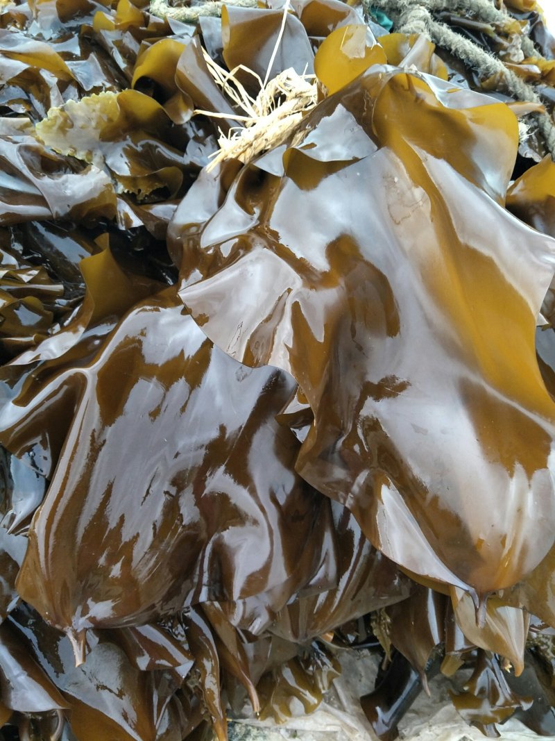 鲜品海带，不要错过吆