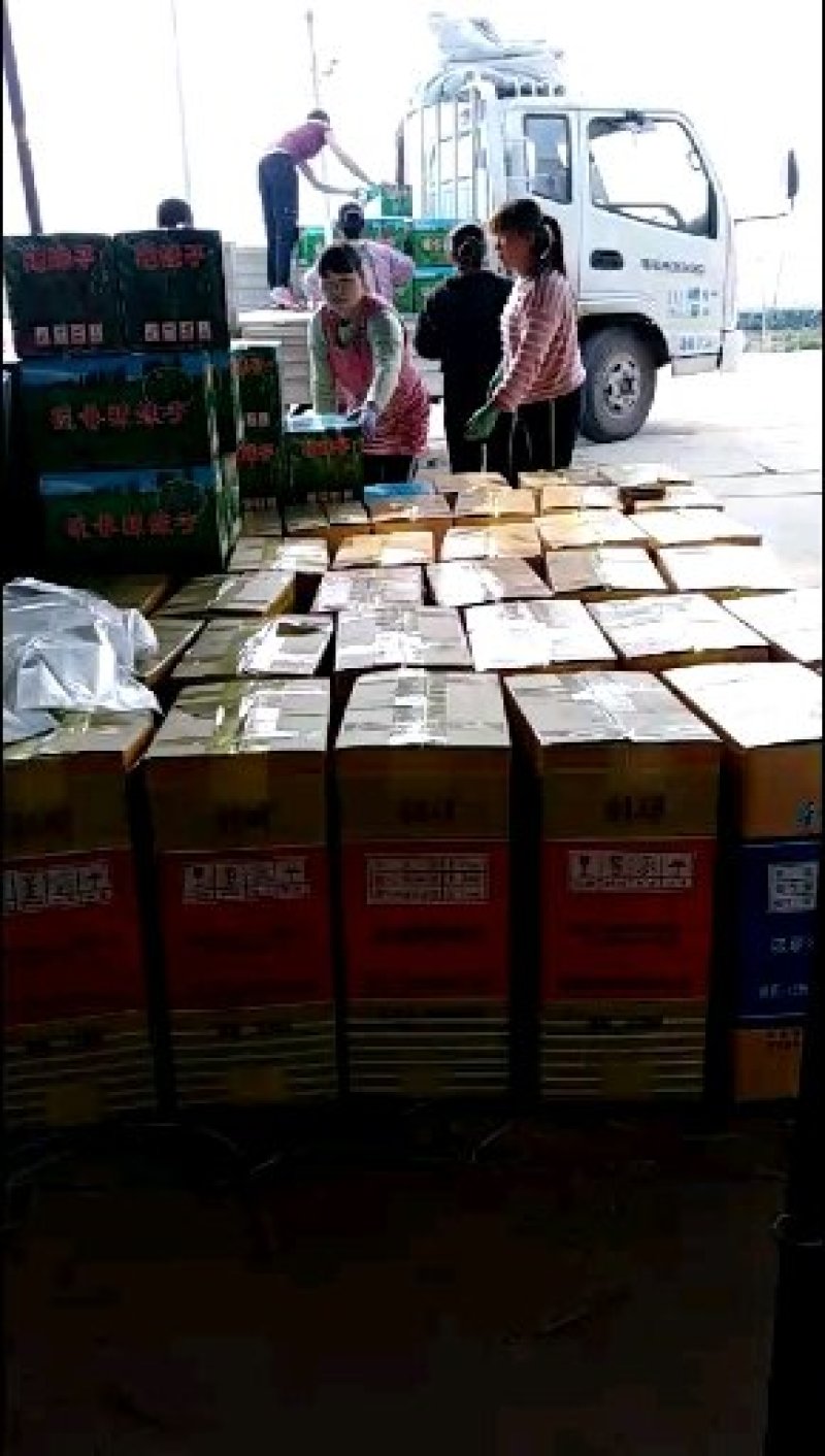 【精选】山东辣妹子种植基地现摘先发大量供应商超档口