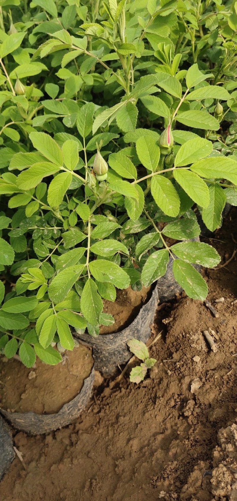 四季玫瑰营养杯小苗2年苗大量批发2年苗现货可以发车