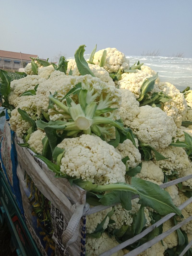 白面青梗松花/山东松花菜/产地货源/供应电商，市场团购