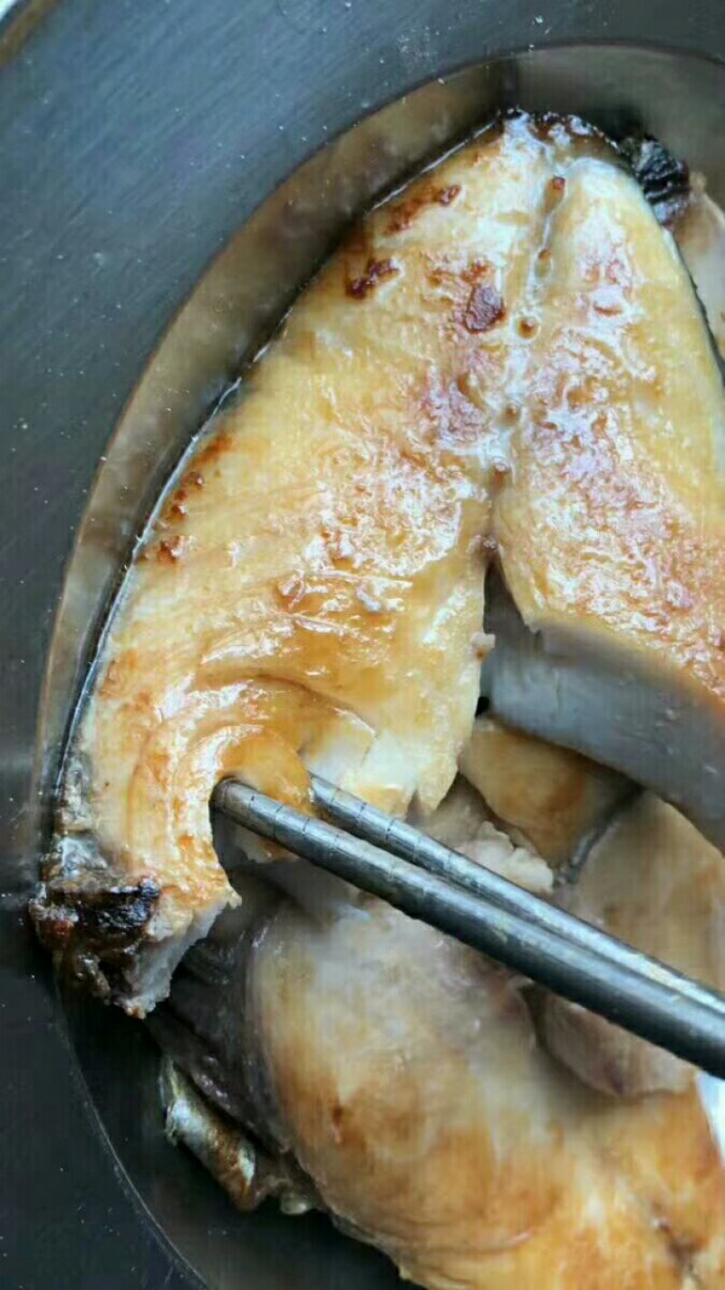 马胶鱼