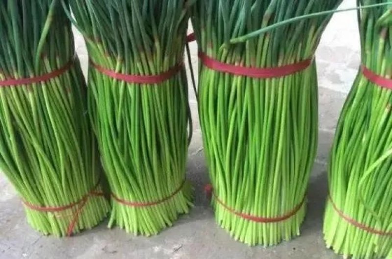 杞县蒜苔大量上市