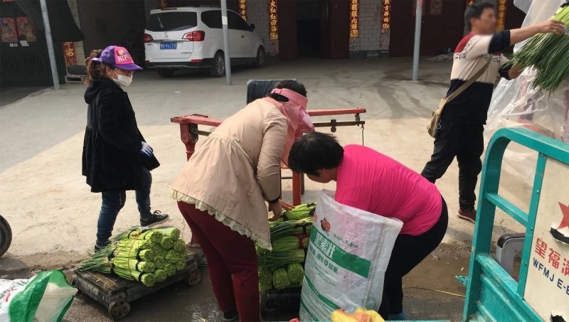 杞县蒜苔大量上市