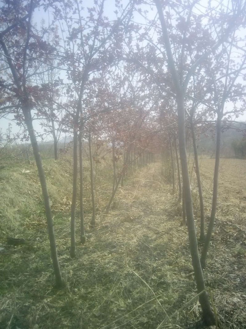 4公分炫丽海棠北美海棠苗圃直销2-18公分