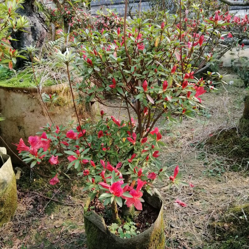 三月红杜鹃