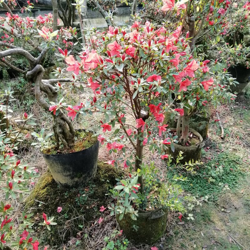 三月红杜鹃