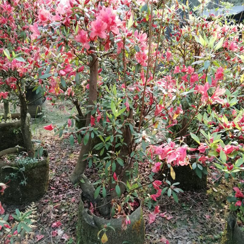 三月红杜鹃