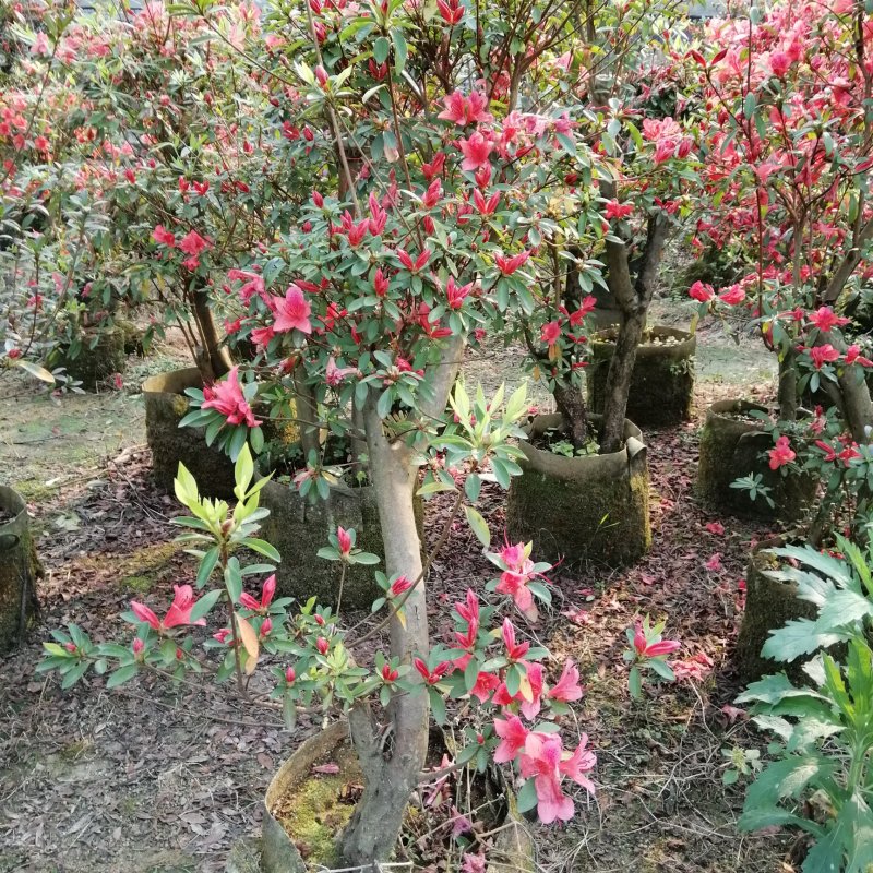 三月红杜鹃