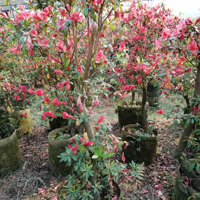 三月红杜鹃