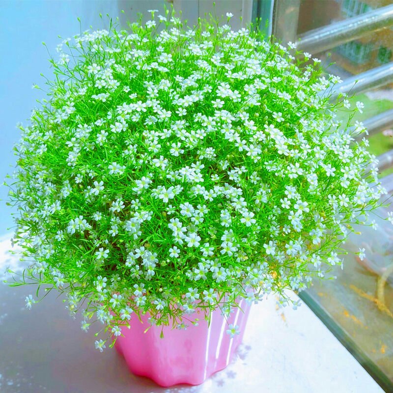 满天星花种子，直接可以下单包邮