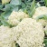 精品菜花批发散花松花货量巨大日供10万斤