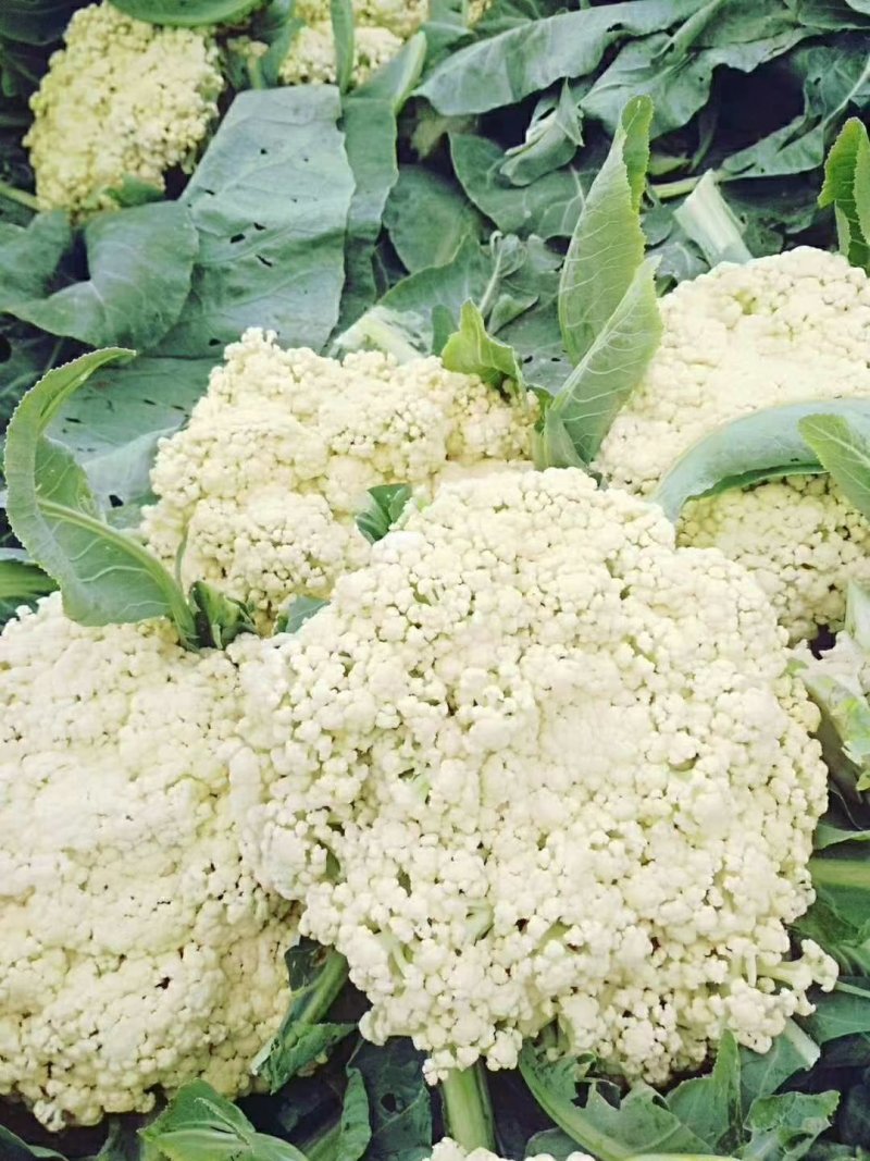 精品菜花批发散花松花货量巨大日供10万斤