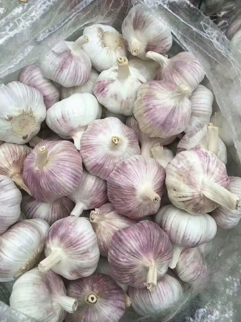 山东金乡大蒜！红皮大蒜，超市，电商，市场批发！储存，冷库