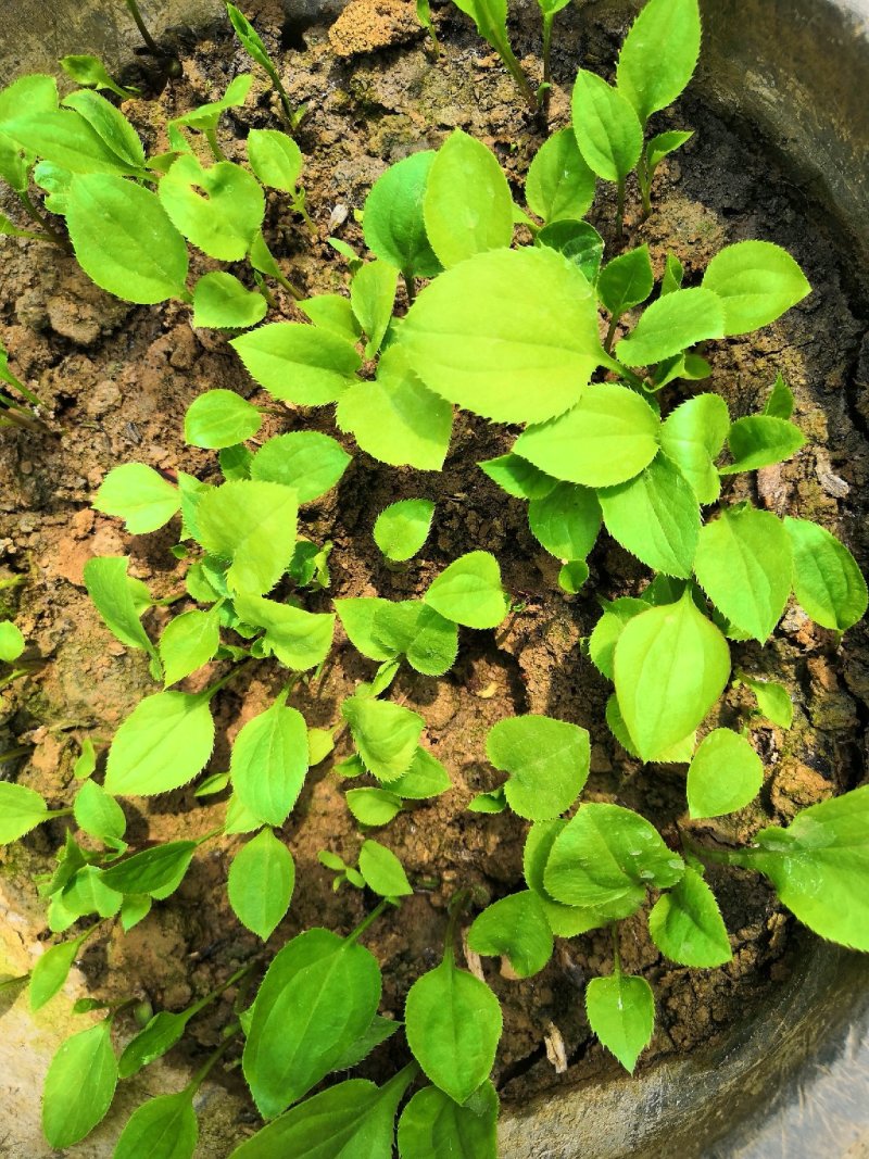 白术芽子，改良白术芽子，白术芽，优质白术芽