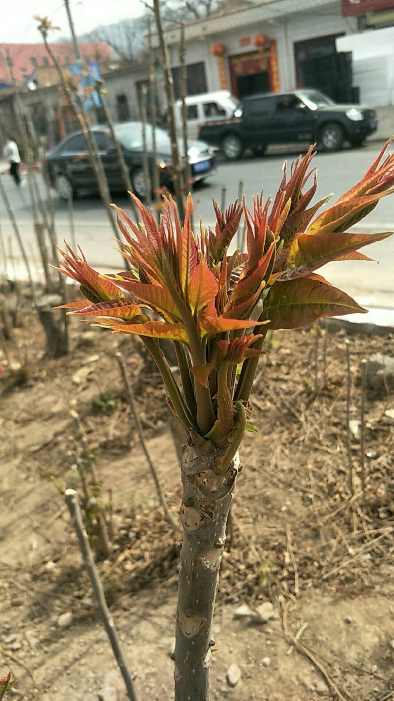 香椿
