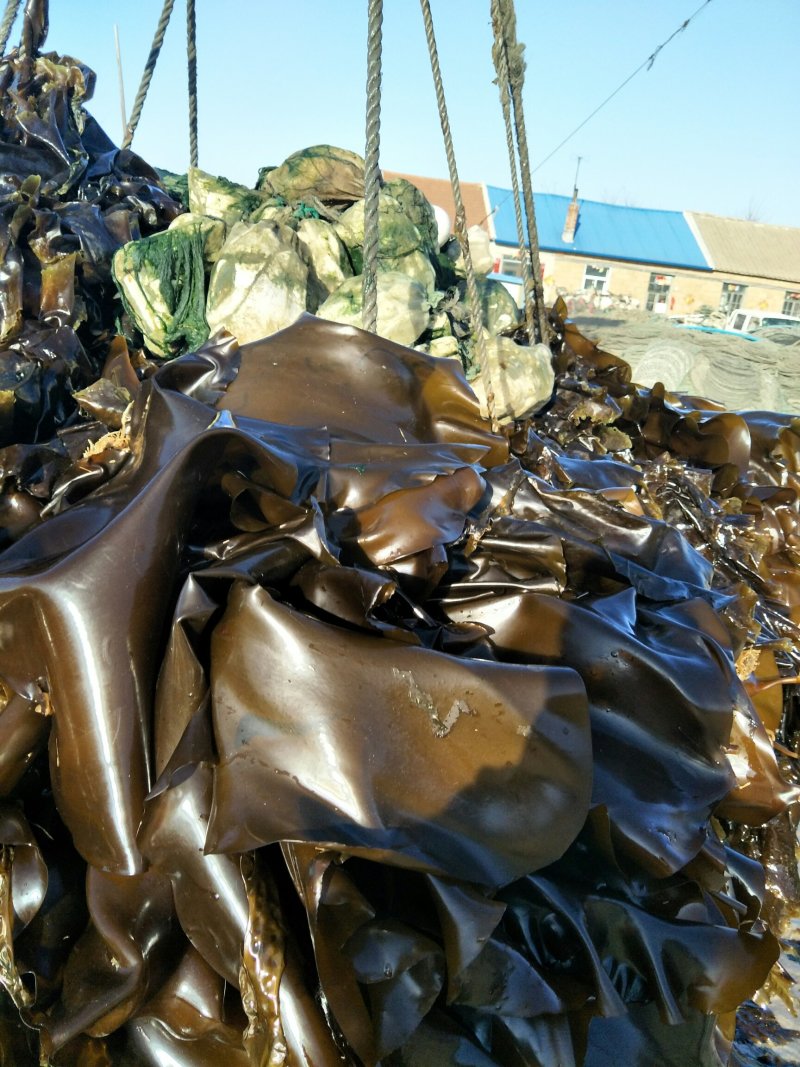 海带…新鲜的海带…
